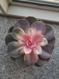 多肉花
