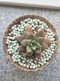 多肉花