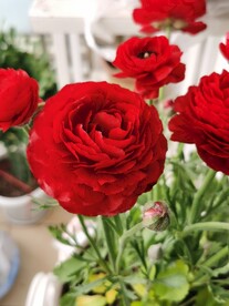芹叶牡丹