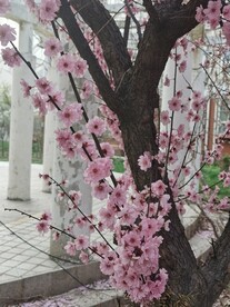 美人梅