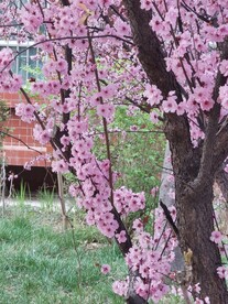 梅花