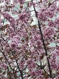 梅花