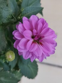 地瓜 花