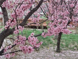 梅花