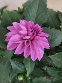 地瓜花