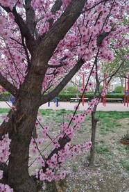梅花