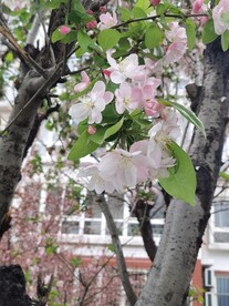 海棠花