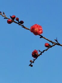 梅花
