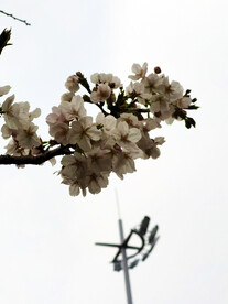 樱花