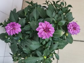 地瓜花