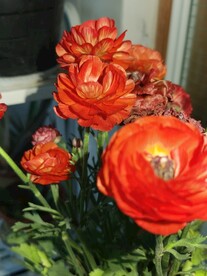 芹叶牡丹