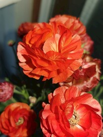 芹叶牡丹
