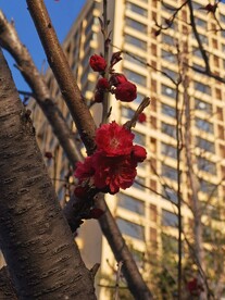 梅花