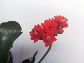 长寿花