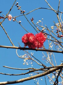 梅花
