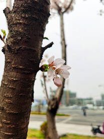 梅花