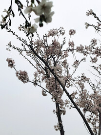 梅花