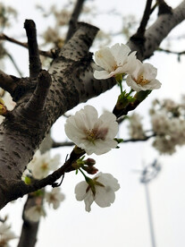 梅花