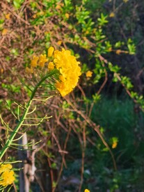 油菜花 