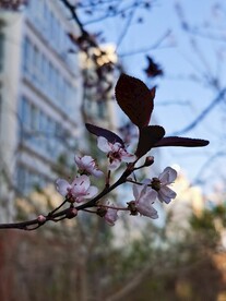 梅花