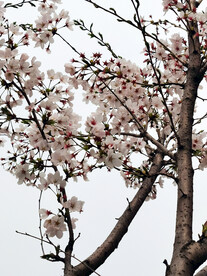 梅花