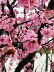 梅花