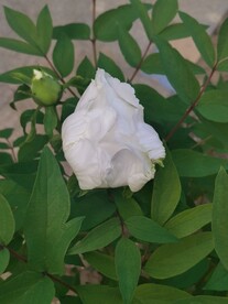 白牡丹
