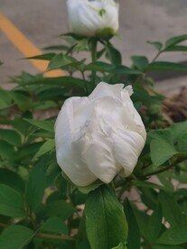 白牡丹