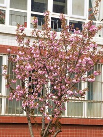 樱花