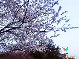 樱花