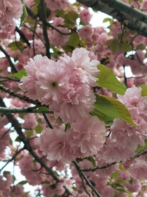 樱花