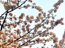 樱花
