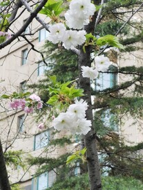 樱花 烂漫