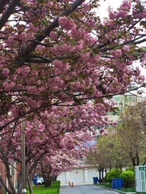 樱花