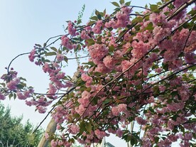 樱花