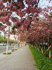 樱花烂漫
