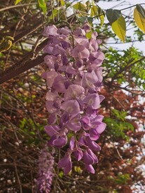 紫藤花