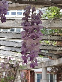 紫藤花
