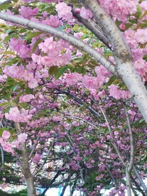 樱花 烂漫