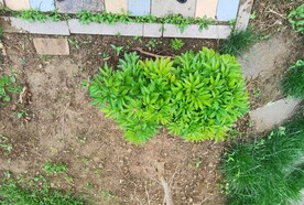芍药