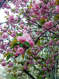 樱花