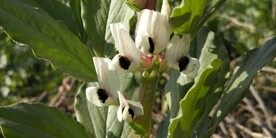 蚕豆花
