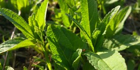 野外水苏草