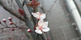 紫叶李花