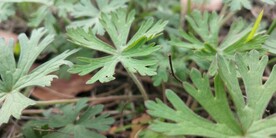 野外老鹳草