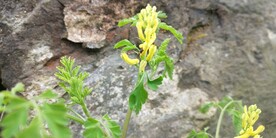 黄堇花