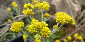 鼠曲草花