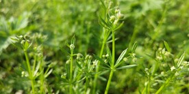 拉拉秧花