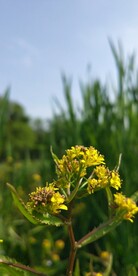 野外蔊菜图