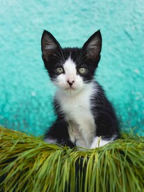 猫